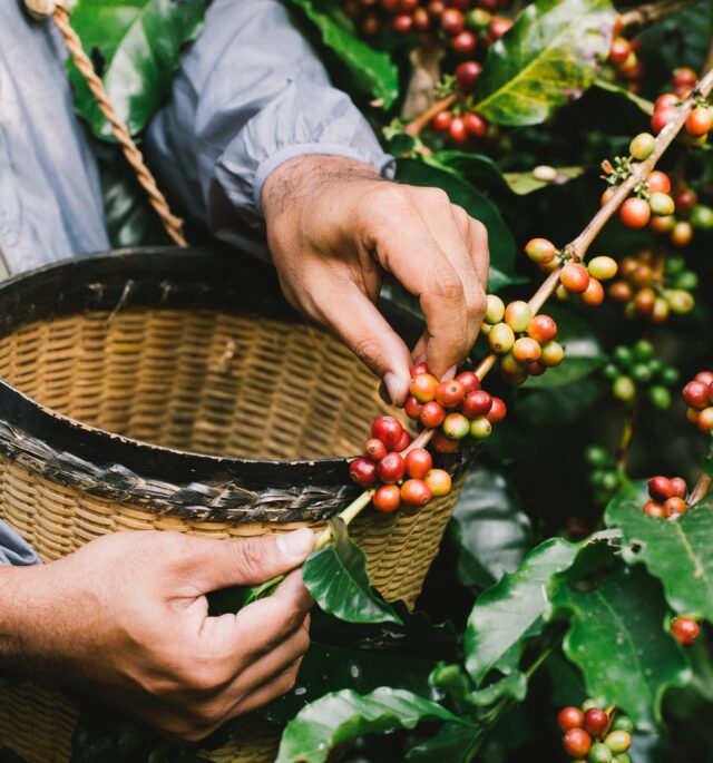 café costa rica